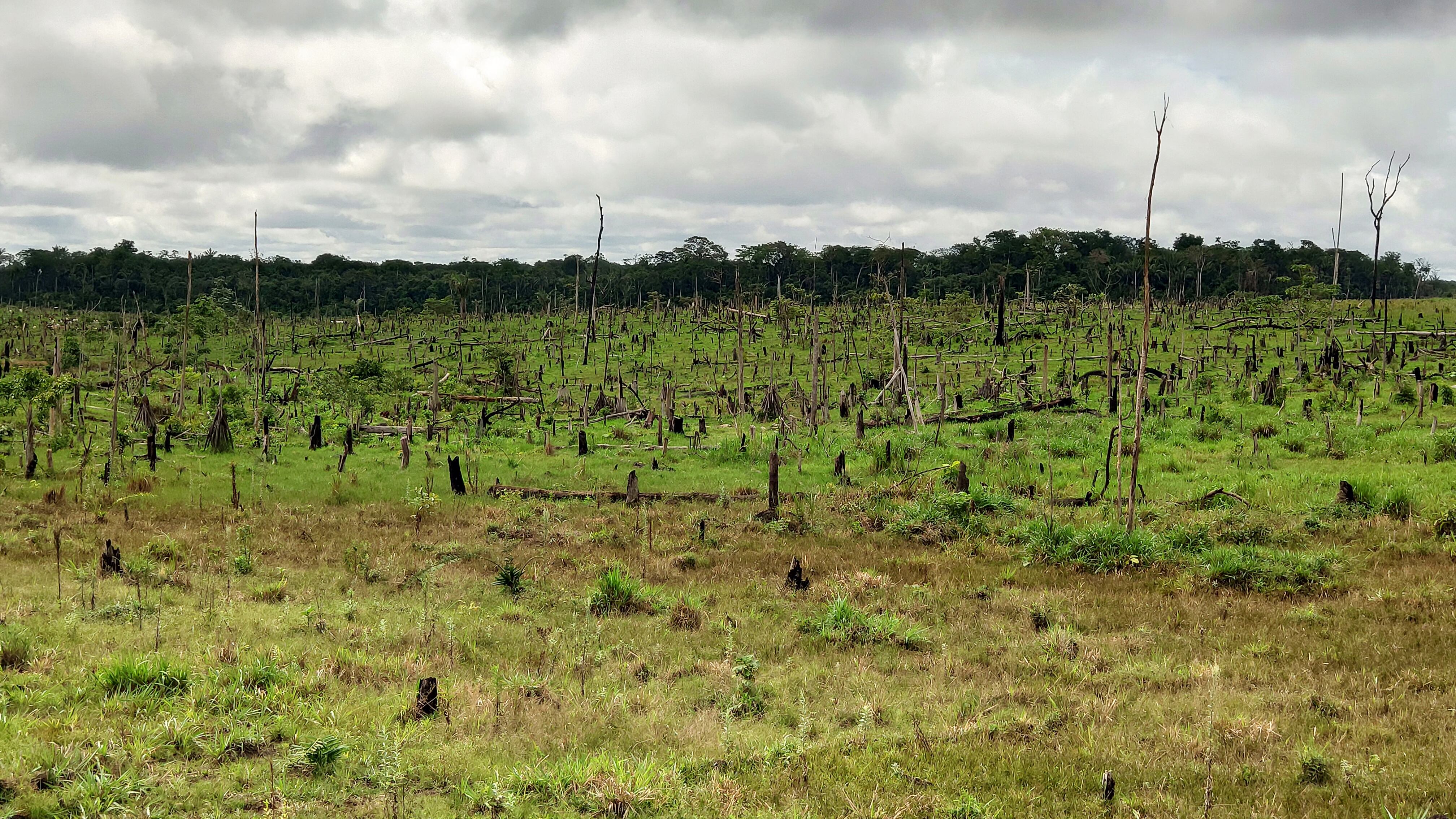 La Amazonia colombiana ha perdido en los últimos dos años cerca de 280.000 hectáreas por causa de la deforestación.