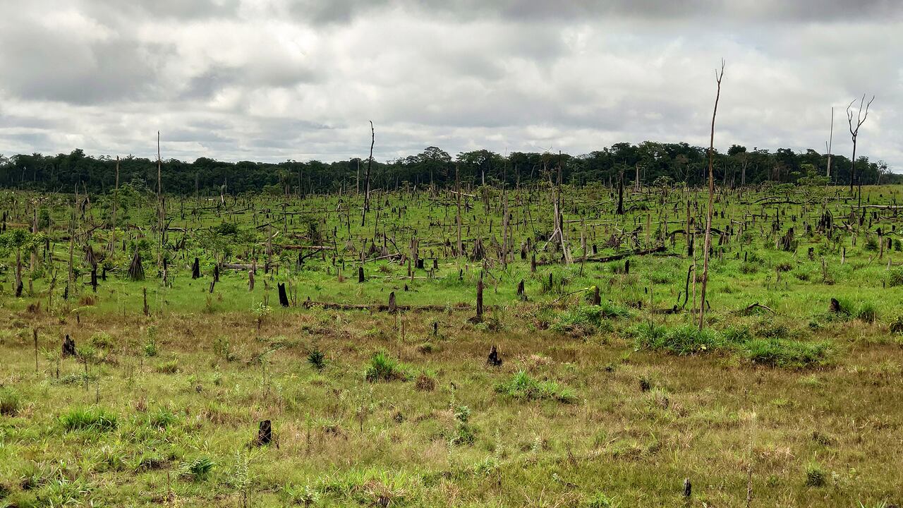 La Amazonia colombiana ha perdido en los últimos dos años cerca de 280.000 hectáreas por causa de la deforestación