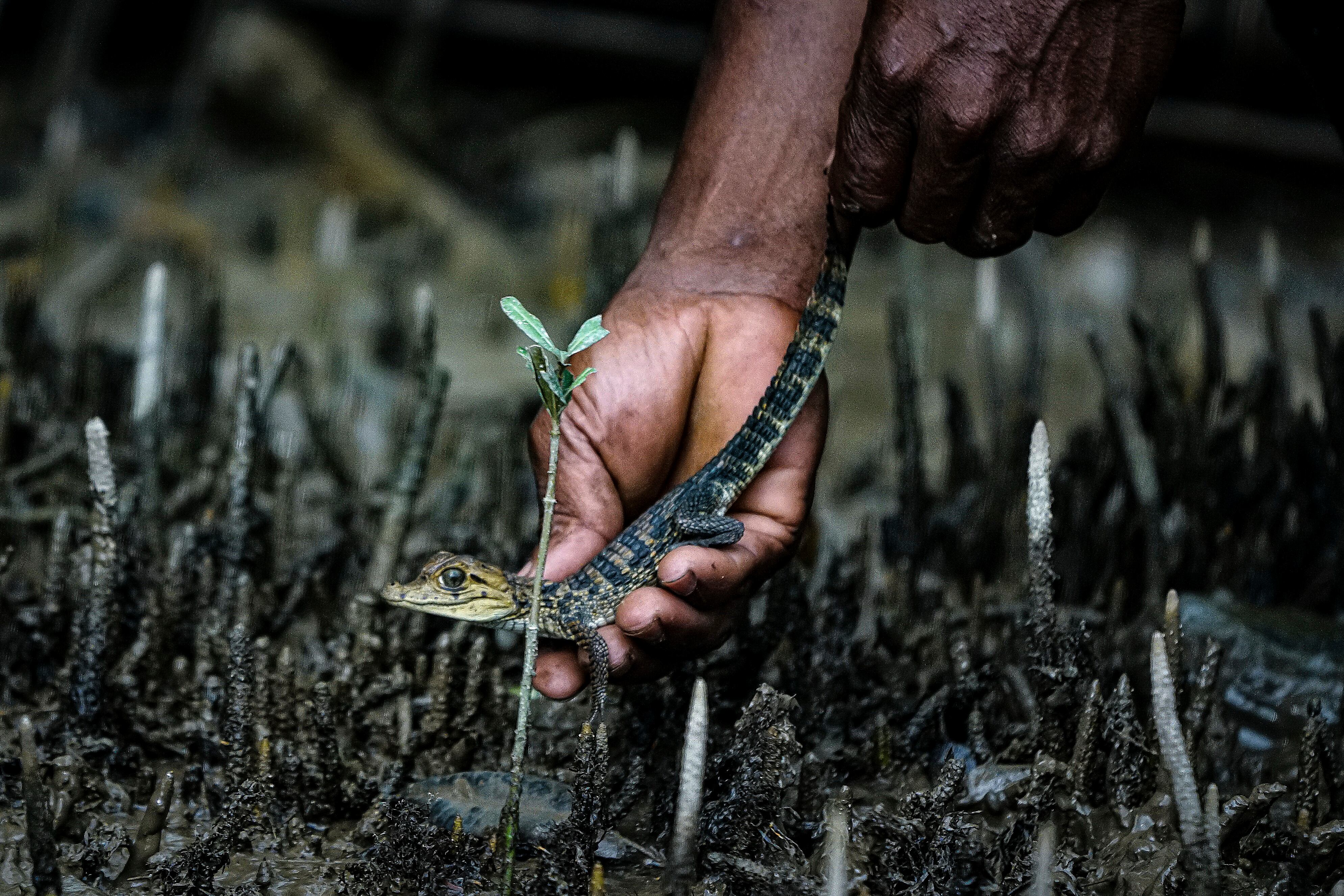 A hora y media de Buenaventura se llega a la comunidad negra de Puerto España por el río San Juan, en limites con el Chocó, la CVC liberó 22 tortugas, 2 boas, 7 babillas y 2 cangrejos que hacen parte de los animales silvestres atendidos, rehabilitados y ahora liberados por expertos en fauna