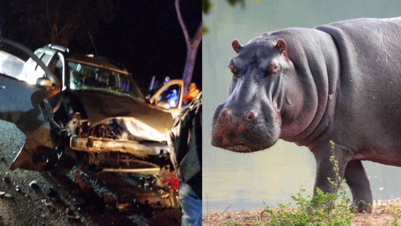 Hipopótamo protagoniza accidente de tránsito en las vías de Antioquia.