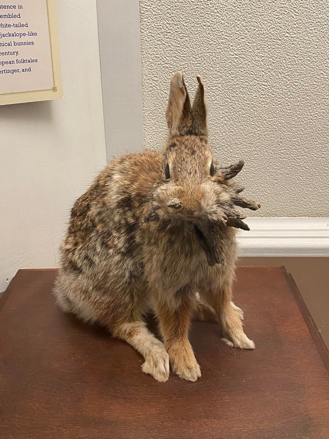 Aunque la apariencia es llamativa, no representan una amenaza para la salud pública