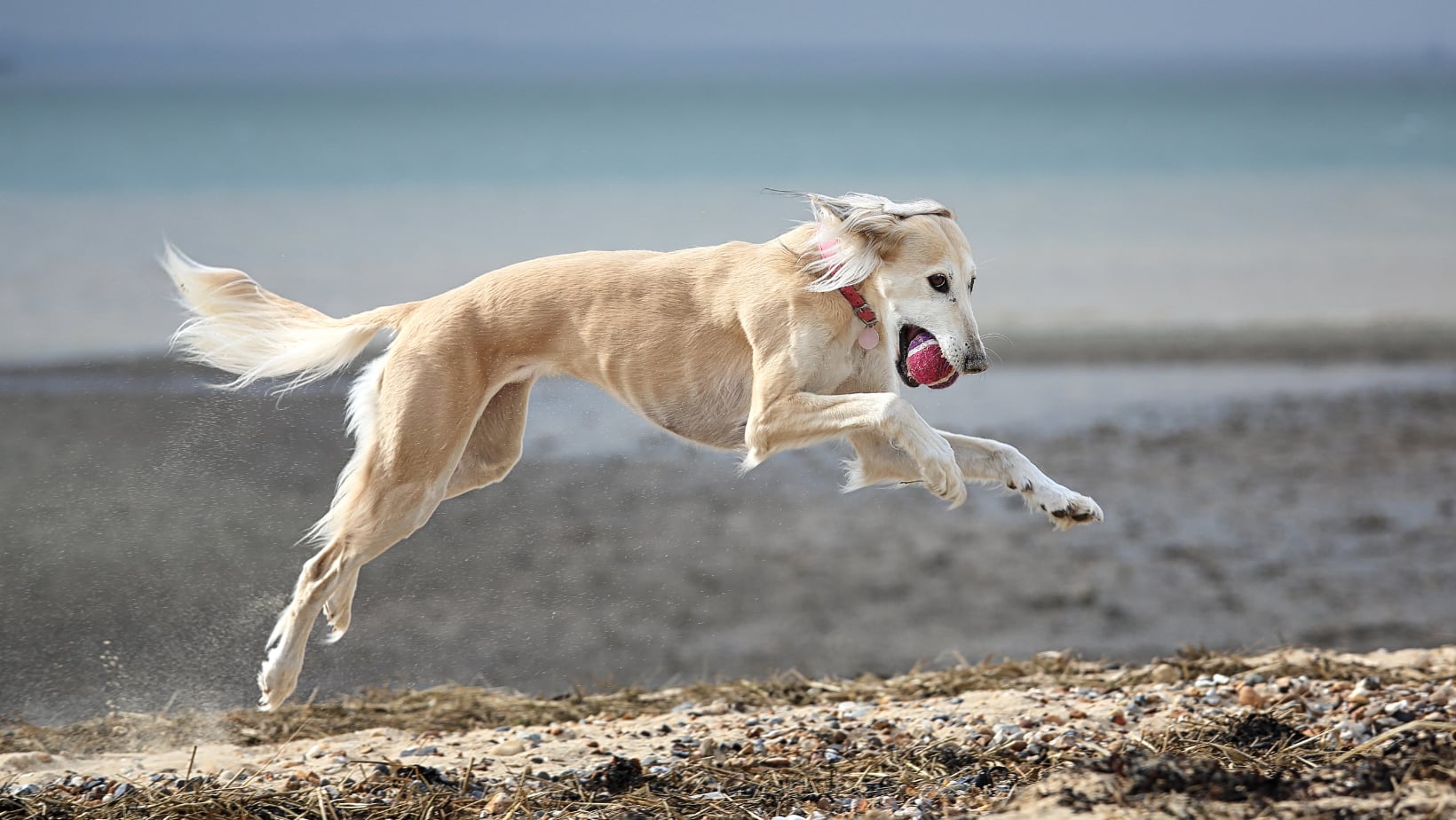 Tienen una anatomía similar al galgo, pero es el segundo en la lista.