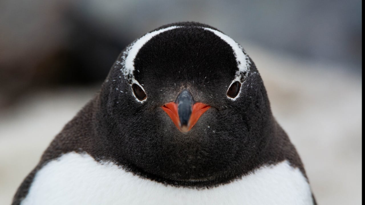 Un pingüino genéticamente único vivía en el océano Índico sin que nadie lo supiera hasta ahora.