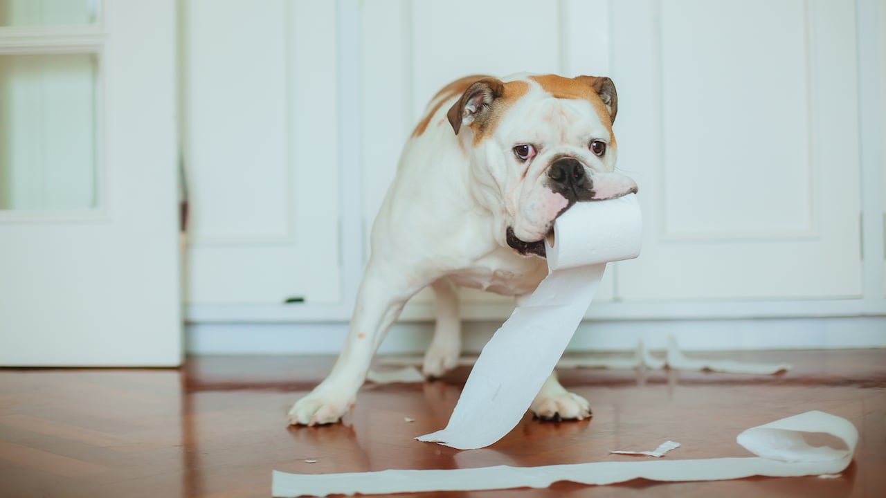 Perro y papel higiénico