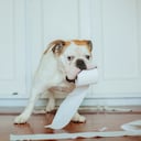 Los perros comen papel higiénico por diversas razones, una de ellas es el estrés.