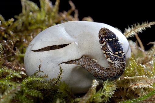 De los 96 huevos, 83 huevos eclosionaron, mientras que los restantes 13 no parecían viables.