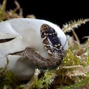 De los 96 huevos, 83 huevos eclosionaron, mientras que los restantes 13 no parecían viables.