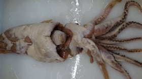Un hallazgo de los años 50 cambió lo que se creía sobre ciertos calamares.
