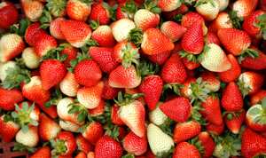 LEIDY CALDERON Y EDGAR MAURICIO JIMENEZ
FRESIAGRO
CULTIVO DE FRESAS
AGRICULTURA
EMPRENDIMIENTO SOCIAL
SIBATE CUNDINAMARCA
DIRECTORIO DE
SE LE TIENE
PAGINAS BLANCAS
ANDI
1er MARKET PLACE
FUNDACION SEMANA
RECONCILIACION COLOMBIA
AGOSTO 2015
FOTO GUILLERMO TORRES REVISTA SEMANA