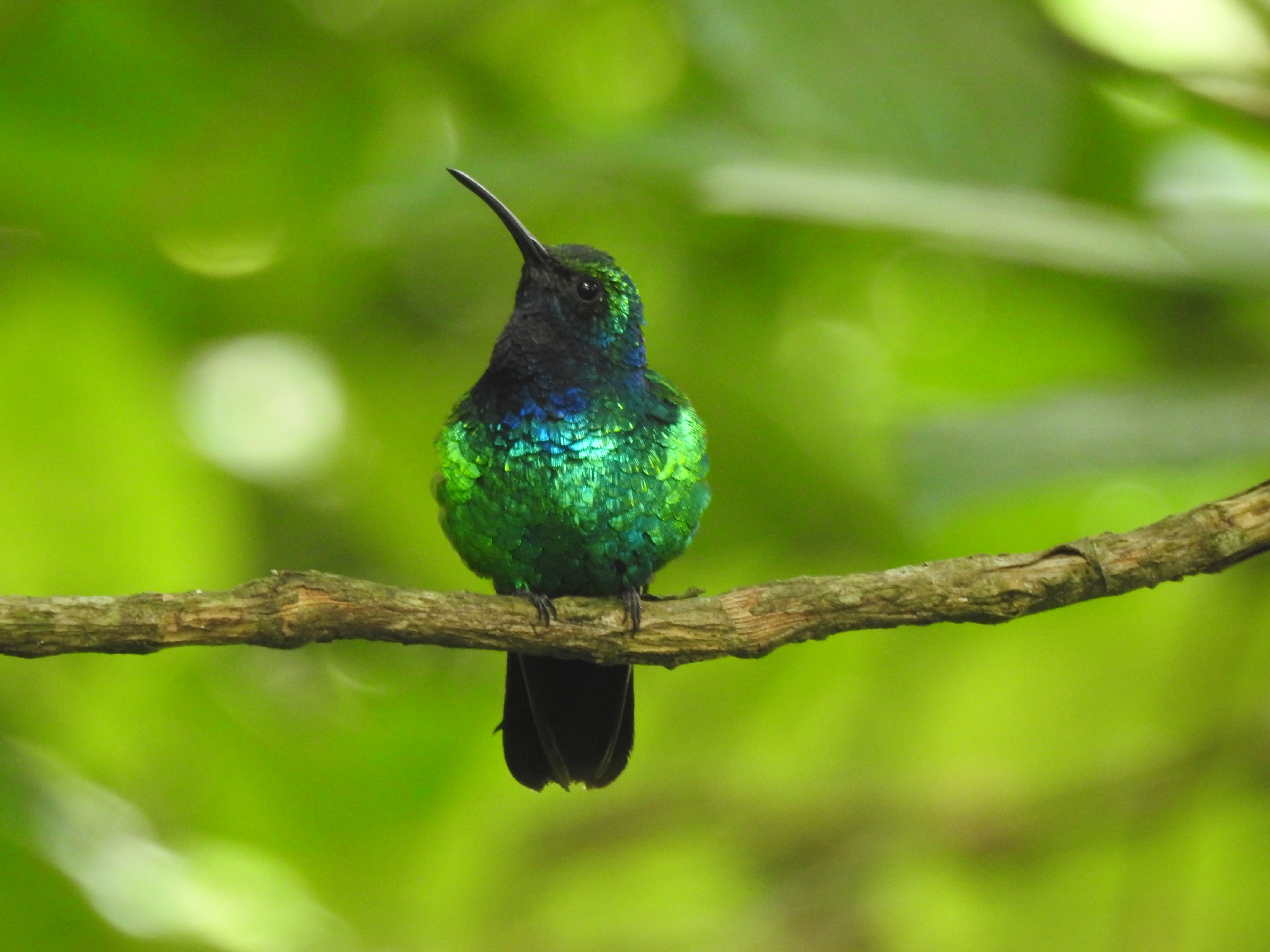El colibrí de Santa Marta fue redescubierto en 2022, sin embargo, solo hasta ahora se cuenta con información científica acerca de la especie.
