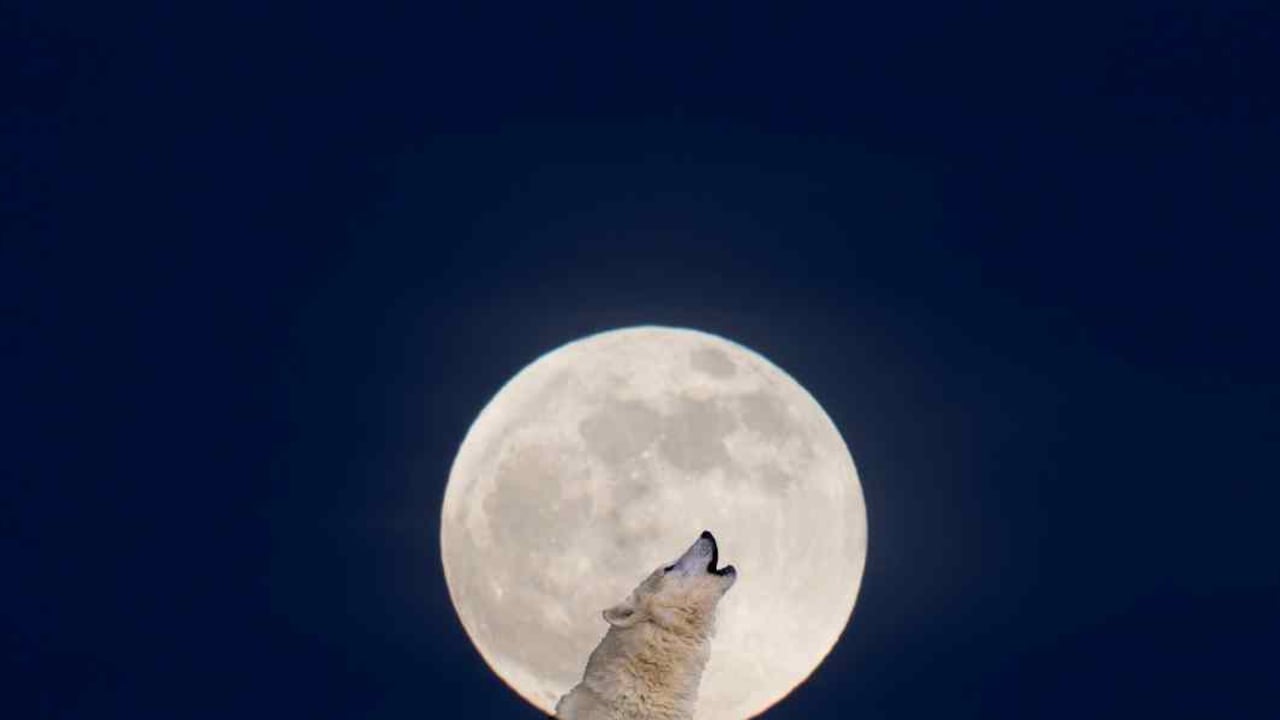 En enero habrá una Luna llena llamada 'Luna de Lobo'.