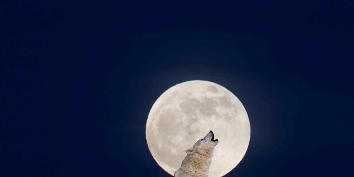 En enero habrá una Luna llena llamada 'Luna de Lobo'.