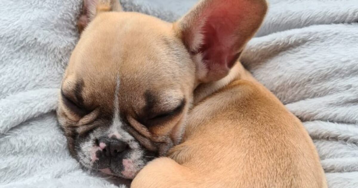 Lucky es el bulldog francés que podría volver al hogar donde lo maltrataban por un fallo de una inspección de Policía en Bogotá.