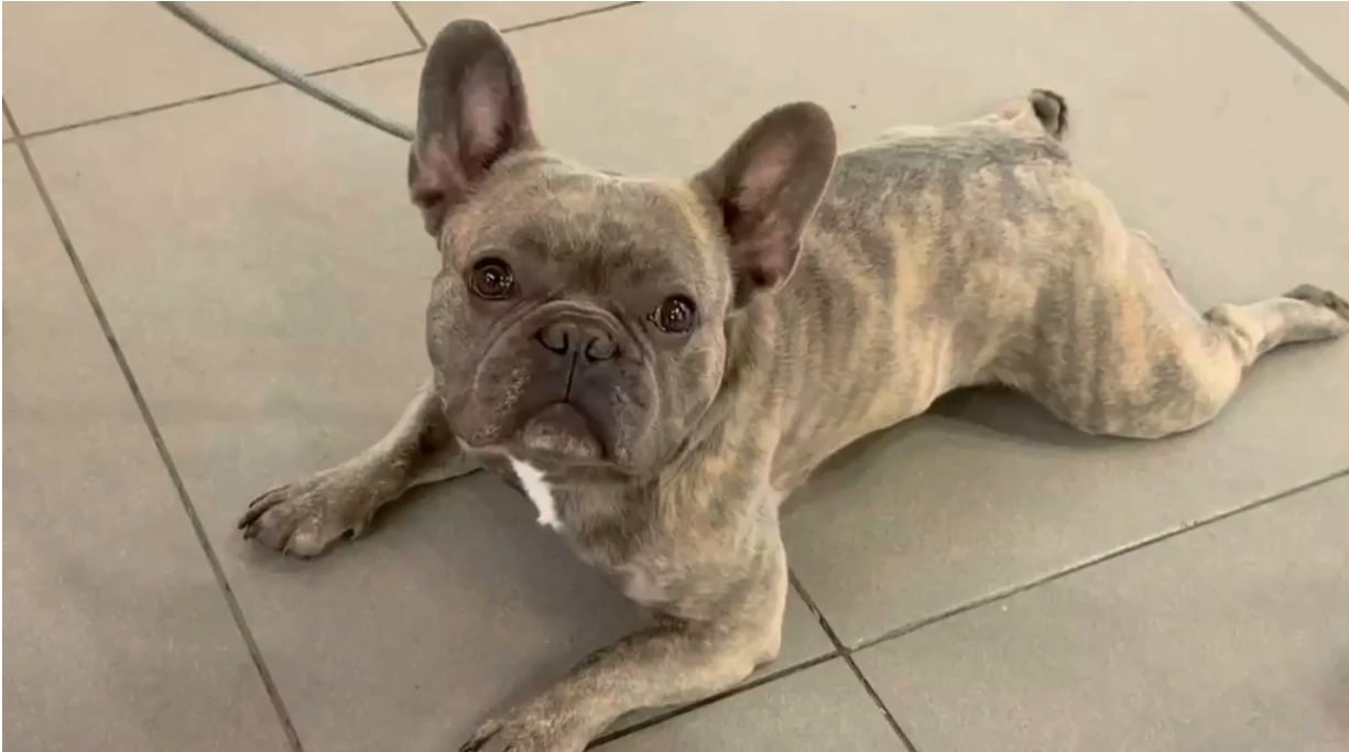 Policía de Bogotá recupera vehículo y a perro bulldog hurtados en Engativá.
