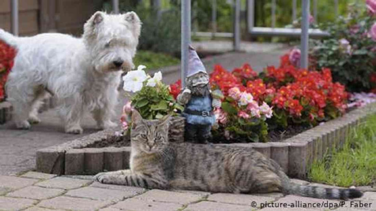 Los perros y gatos son muy atentos. Un perro reacciona incluso cuando parece que no hay nada y puede diferenciar los pasos de su dueño de aquellos de extraños. Los gatos, por su parte, son más sensibles. Los perros tienen 18 músculos en las orejas, mientras que los gatos tienen 30 y pueden incluso rotarlas 180 grados. Foto tomada de DW