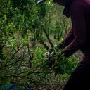 Un trabajador cosecha hojas de coca en una plantación.