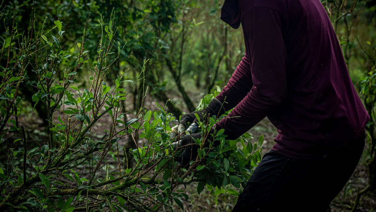 Un trabajador cosecha hojas de coca en una plantación.