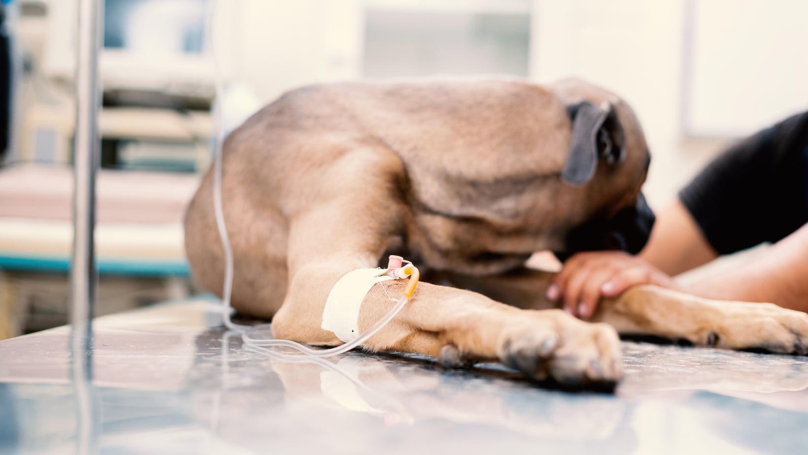 Eutanasia en mascotas