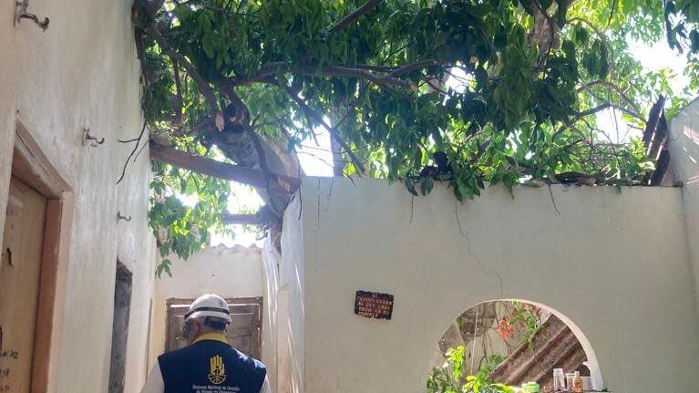 Árbol caído en Cartagena