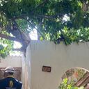 Árbol caído en Cartagena