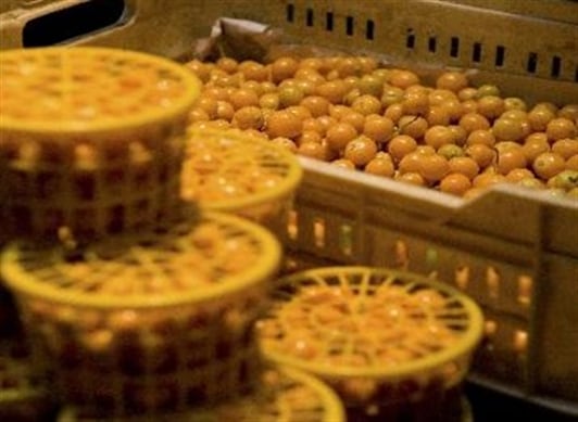 La uchuva colombiana se cultiva en el altiplano cundiboyacense.