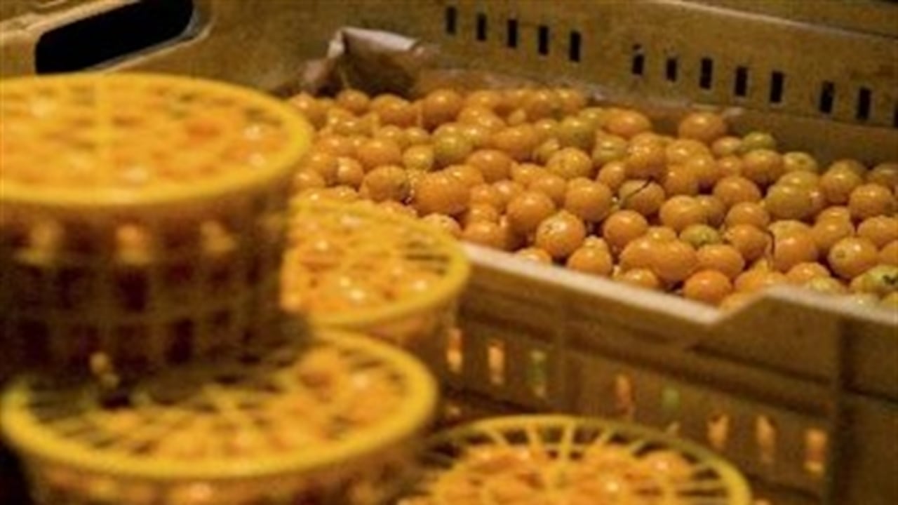 La uchuva colombiana se cultiva en el altiplano cundiboyacense.