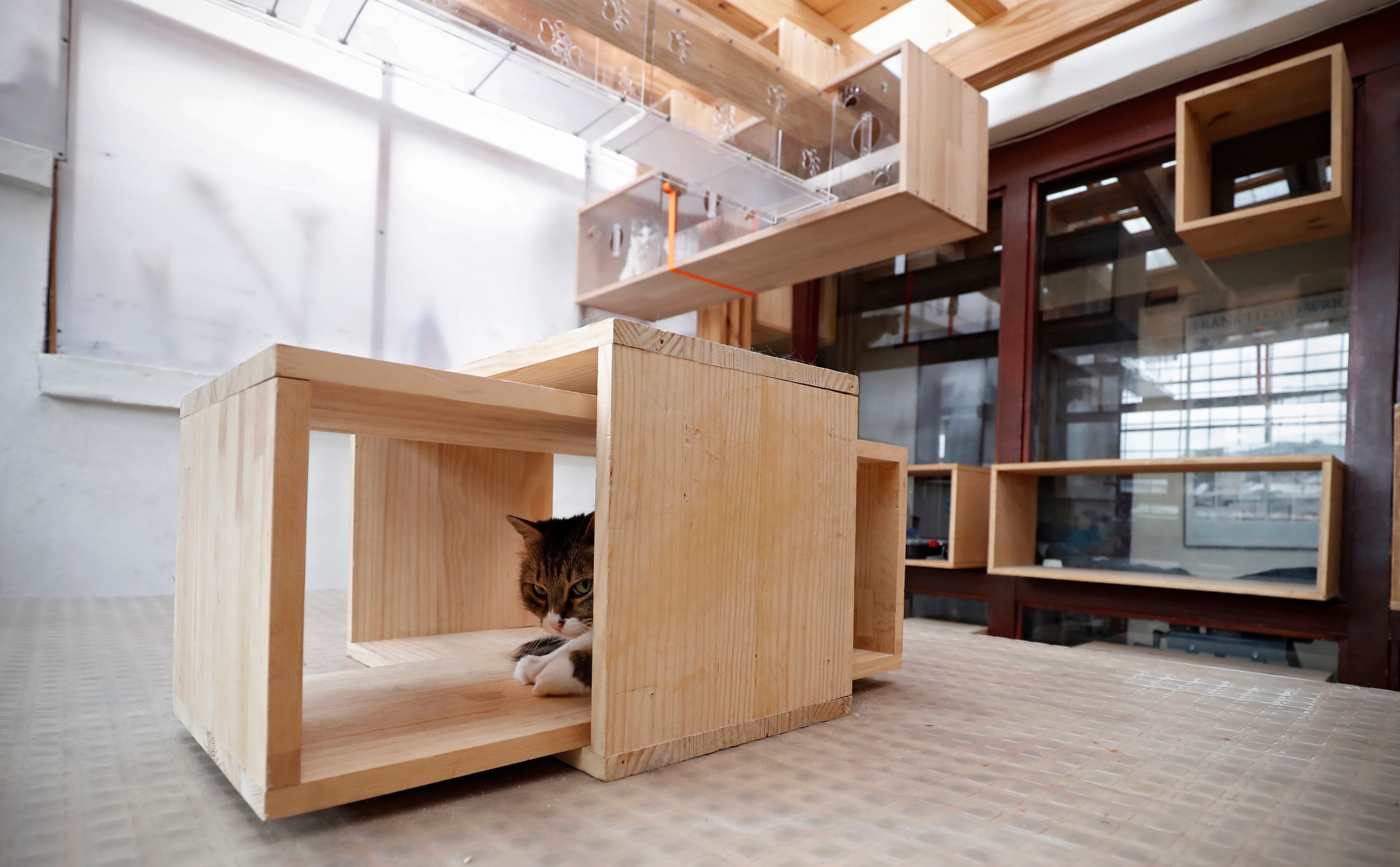 4 Patas, Arquitectura para gatos