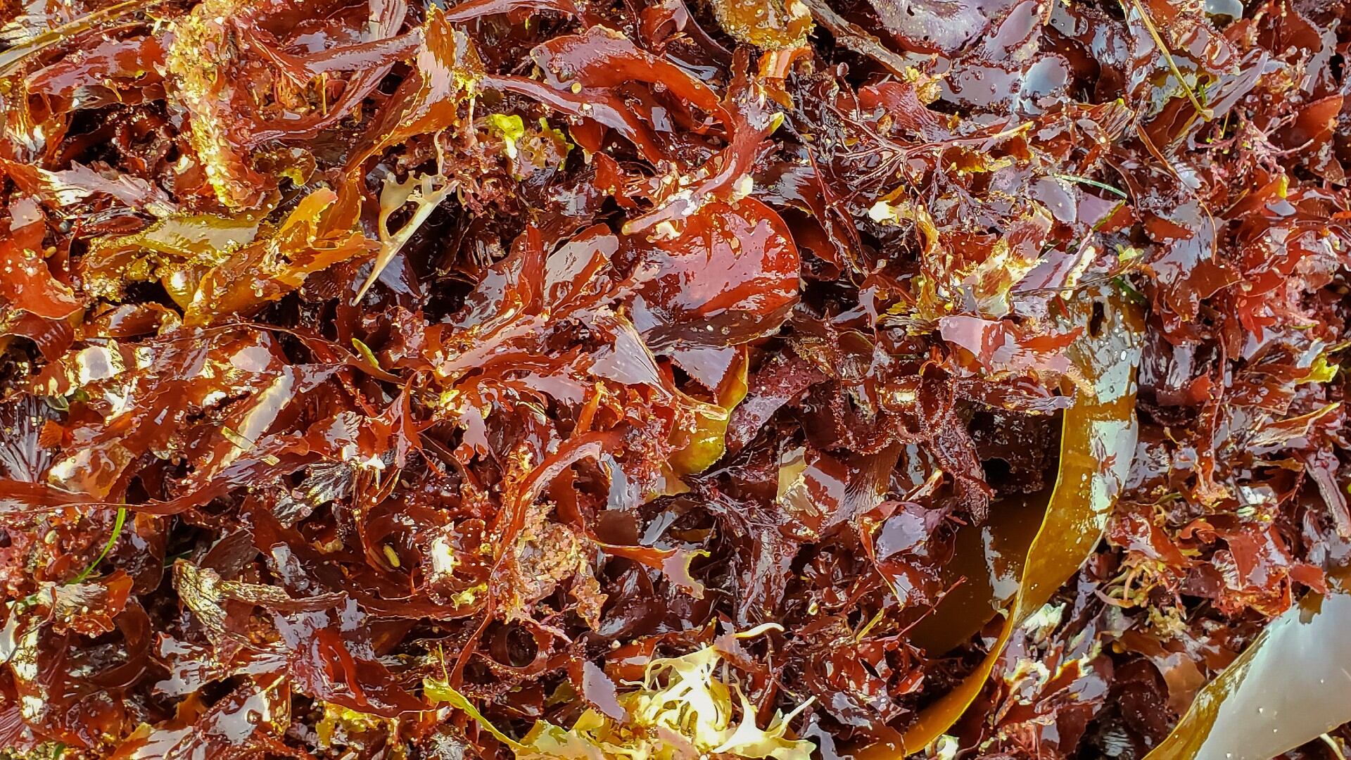 La extracción de la carragenina implica la separación de las algas de otras impurezas.