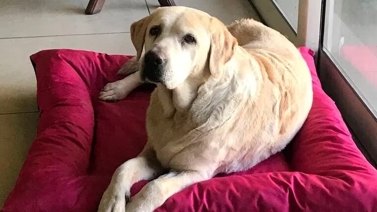 Guadalupe, la mascota de Abraham.