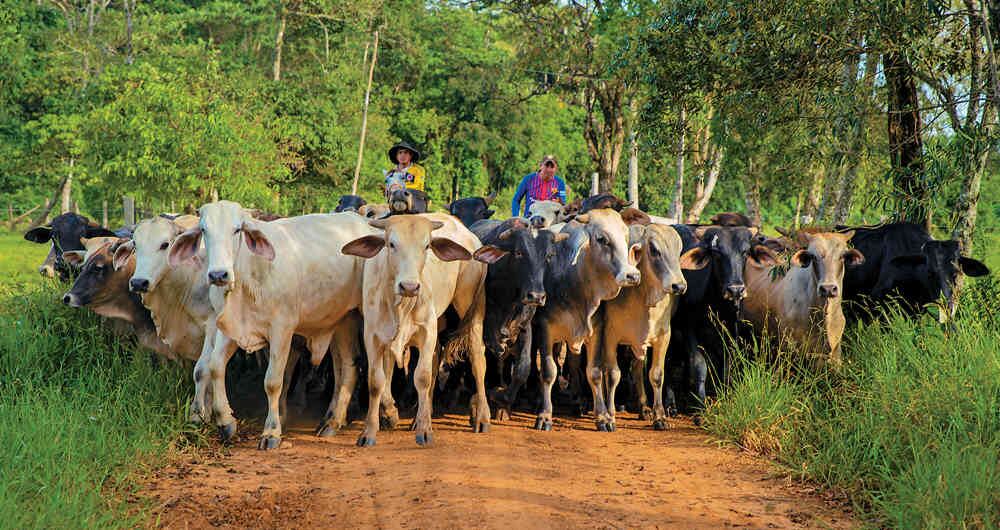 Hoy el Meta produce patilla, miel, aguacate, sacha inchi y piña con una calidad hasta el momento desconocida para el resto del país.  