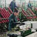 Los floricultores se preparan para vivir uno de las festividades más importantes durante el año.
