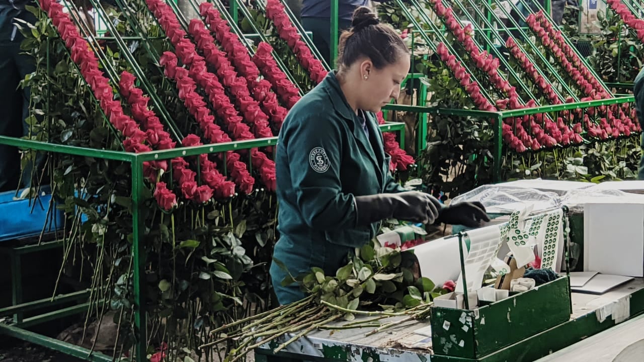 Los floricultores se preparan para su principal temporada de ventas del año.