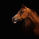 Profile portrait of a splendid purebred Arabian mare. The brown horse stands in front of a black background, lots of capyspace.