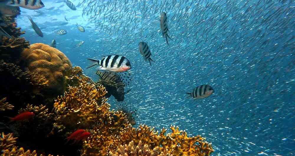 El cambio climático aniquila a los arrecifes de corales
