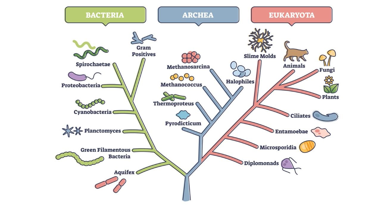 Árbol filogenético