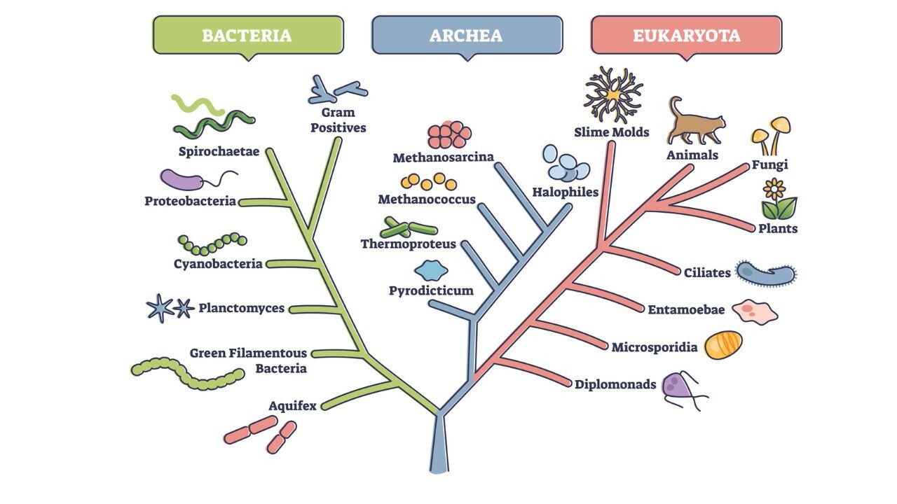 Árbol filogenético