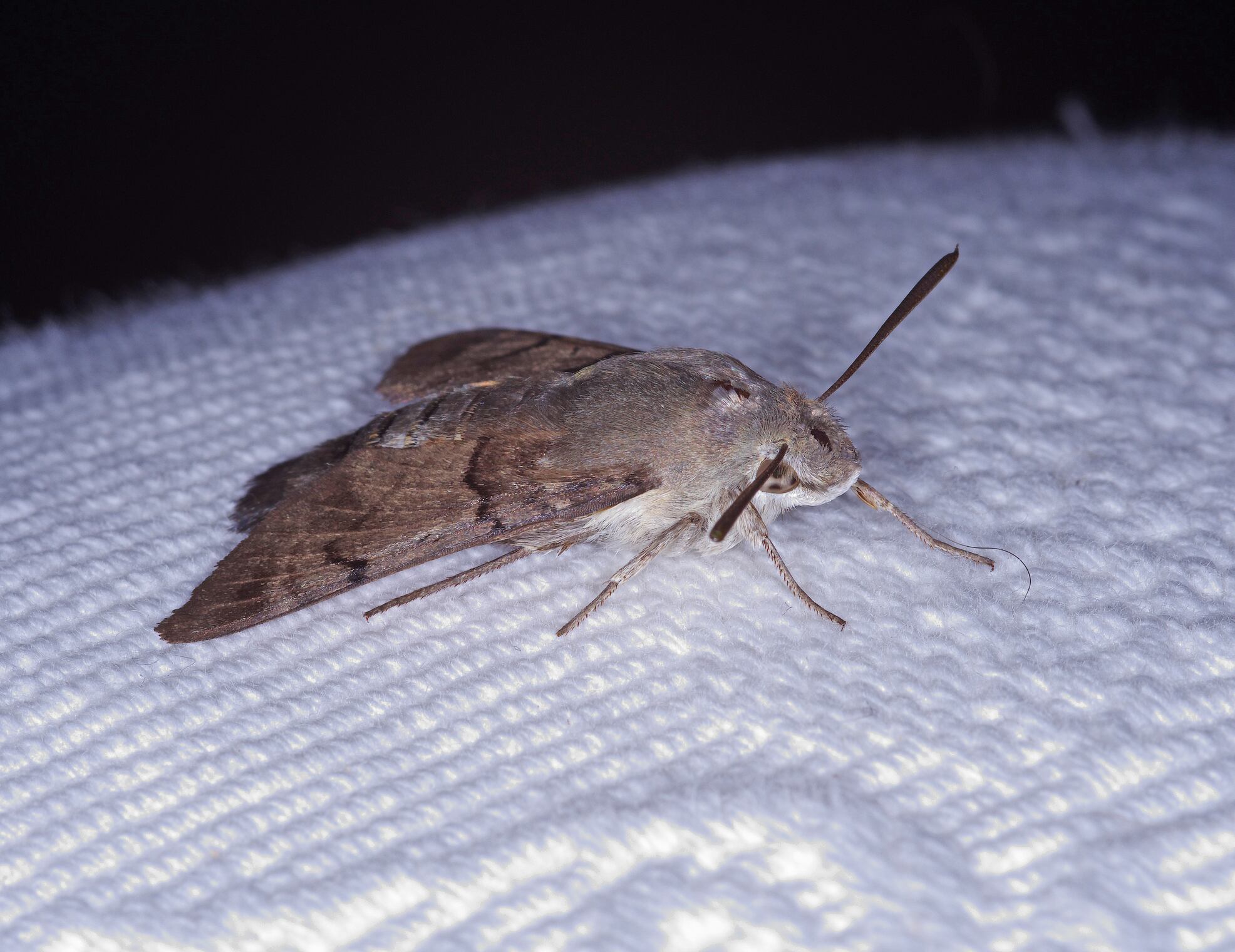 AHummingbird Hawkmoth [Macroglossum stellatarum] resting on the arm of a chair. Picture taken in Swindon, Wiltshire, England on the 10th of June 2019.