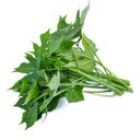 La Chaya es una hierba que aporta minerales al cuerpo.