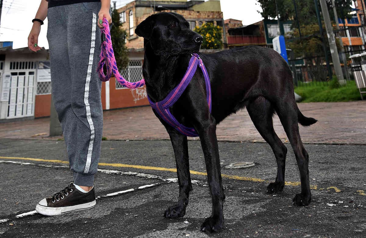 Soy Celeste y tengo un año y medio. Mi mamá, Valentina Paredes, siempre está conmigo consintiéndome y amándome. Me gusta mucho salir de casa, así que varias veces al día saco a mis amos a dar un paseo. Alexandra Ruíz-SEMANA