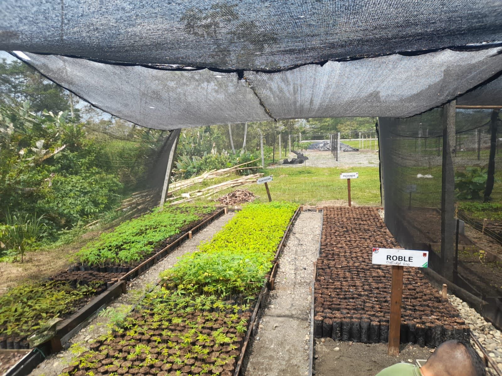 Reforestar estrategia del Ejército Nacional para combatir el narcotráfico