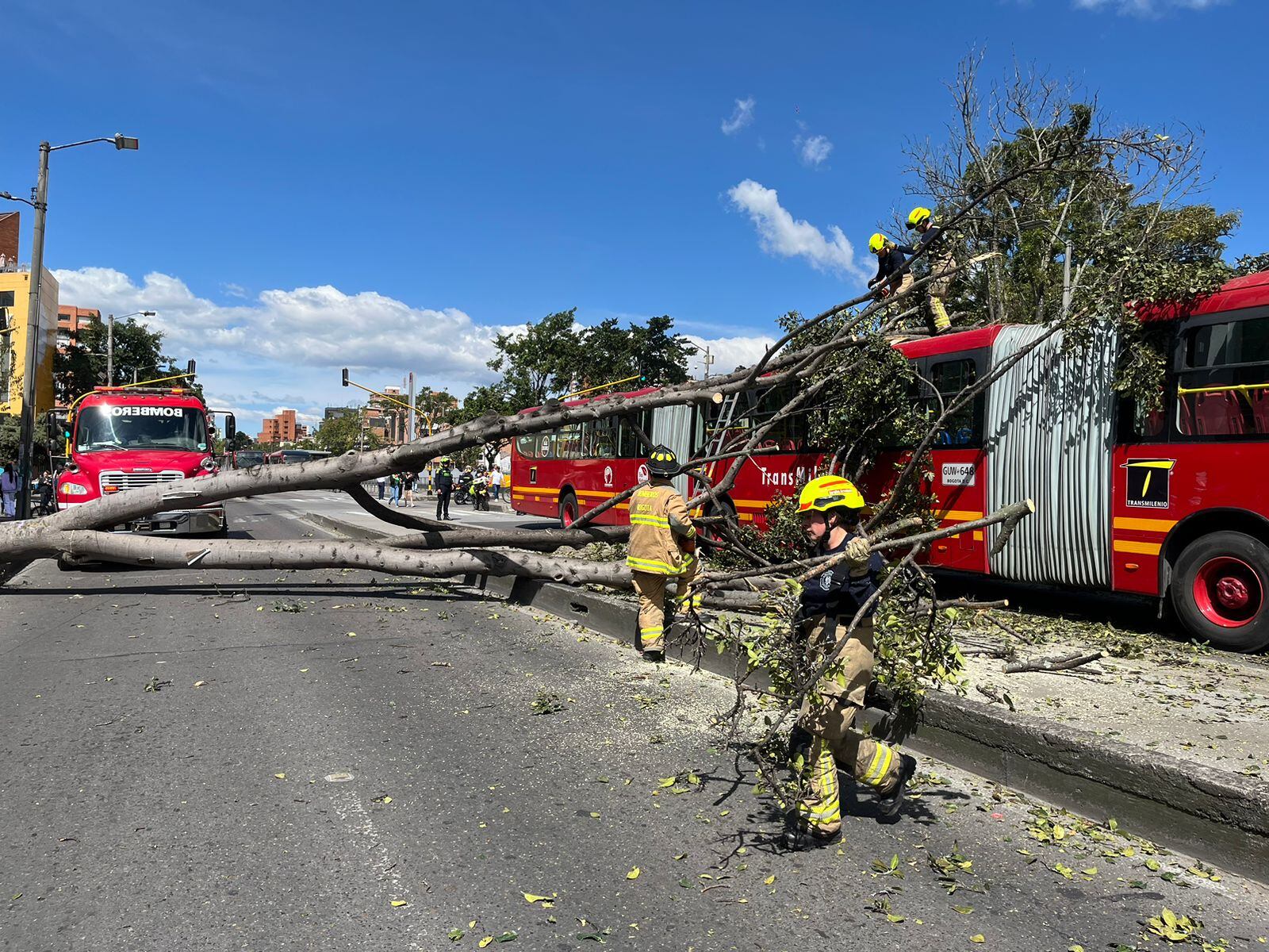 La caída del árbol no dejó personas lesionadas.