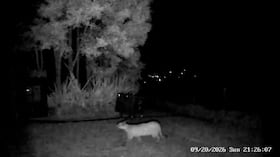 CAR confirma avistamiento de un puma en La Calera y entrega recomendaciones a la comunidad.