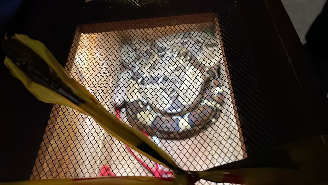 La boa encontrada en la iglesia mide más de un metro de longitud.