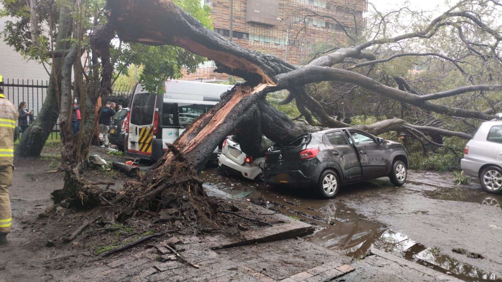 Cae árbol encima de varios vehículos