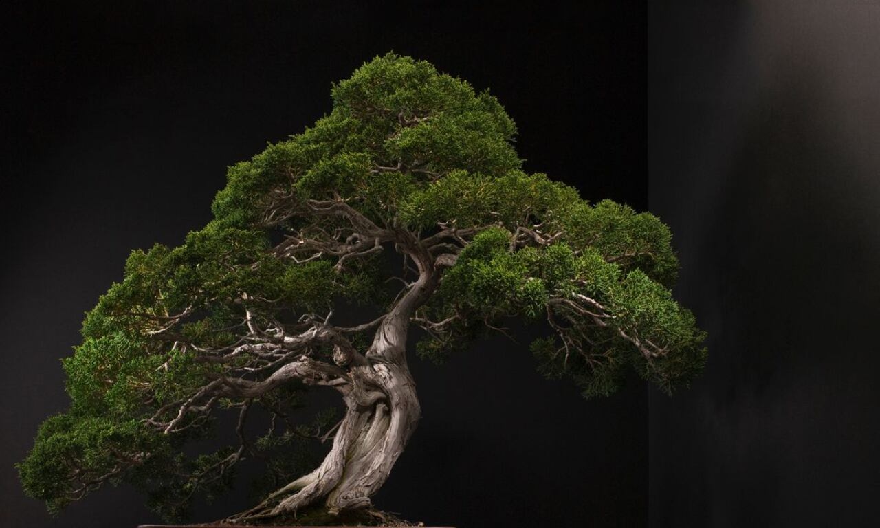 Errores con los bonsáis.