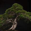 Errores con los bonsáis.