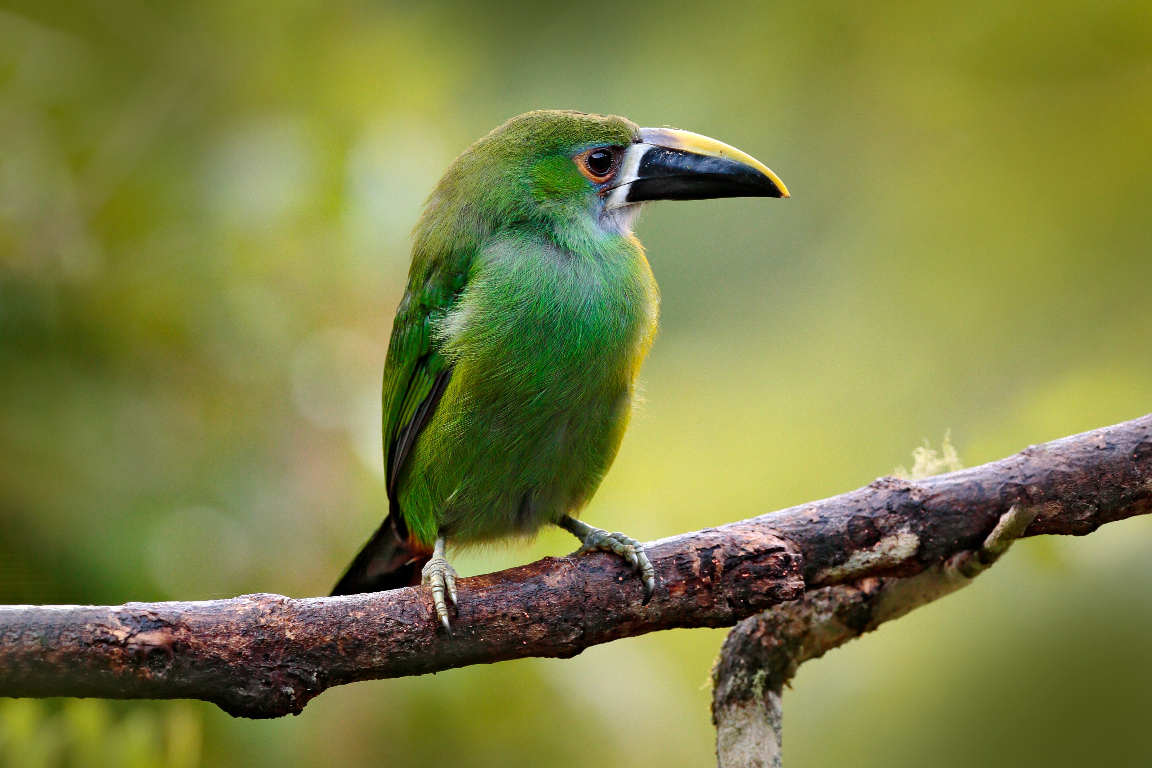 Una escena de vida silvestre en un bosque tropical colombiano: tucán verde, (Aulacorhynchus prasinus) posa en un rama.