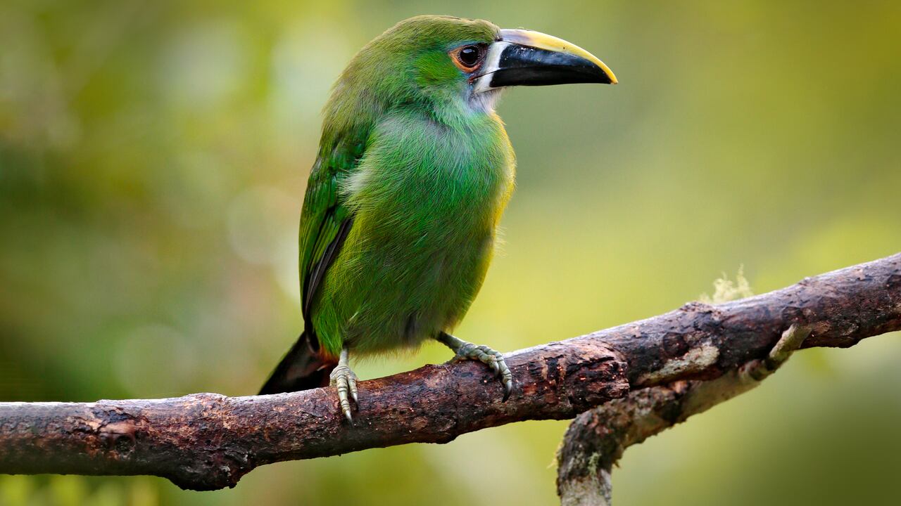 Una escena de vida silvestre en un bosque tropical colombiano: tucán verde, (Aulacorhynchus prasinus) posa en un rama.