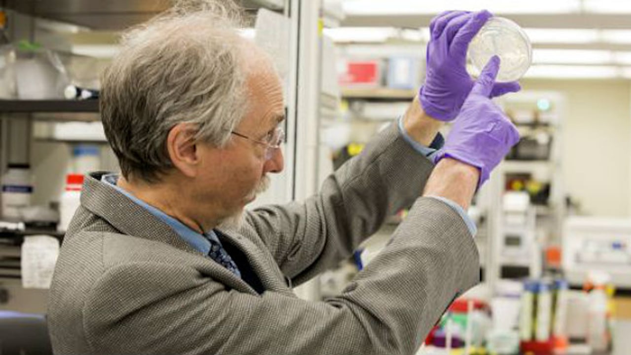 El científico Jeff Boeke, con el cultivo de levaduras sintéticas.