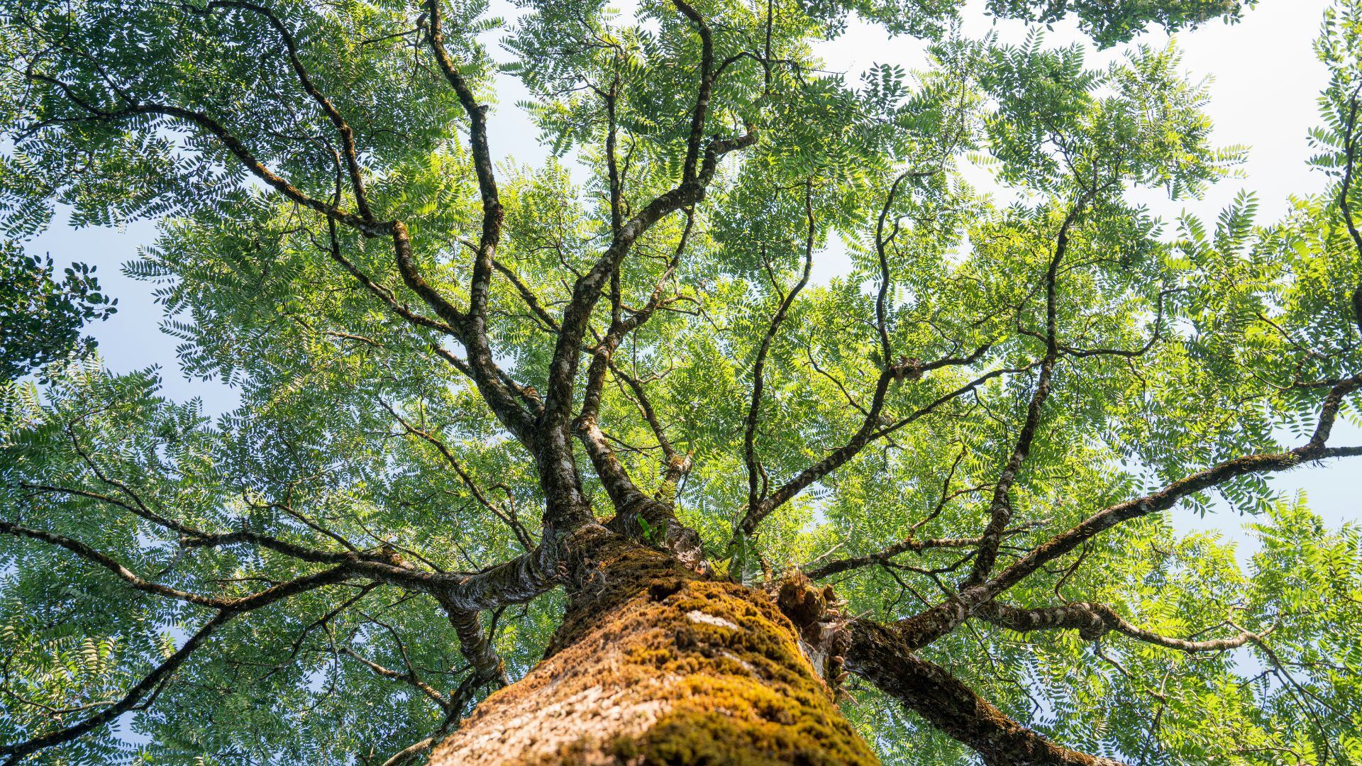 Estos organismos cumplen un papel clave en la salud del ecosistema y en el almacenamiento de carbono.